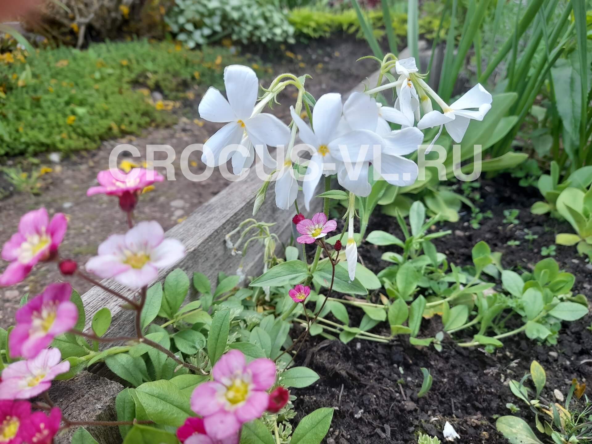 Флокс столононосный «Ariane»